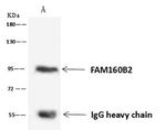 RAI16 Antibody in Immunoprecipitation (IP)