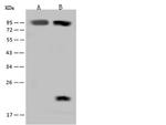 RAI16 Polyclonal Antibody