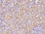 AFG3L2 Antibody in Immunohistochemistry (Paraffin) (IHC (P))