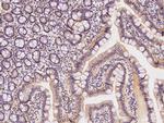 AFG3L2 Antibody in Immunohistochemistry (Paraffin) (IHC (P))