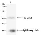 AFG3L2 Antibody in Immunoprecipitation (IP)