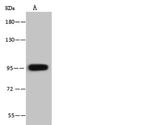 VPS16 Polyclonal Antibody
