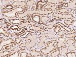 RRP4 Polyclonal Antibody