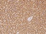 eIF3f Antibody in Immunohistochemistry (Paraffin) (IHC (P))