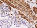 YIF1A Antibody in Immunohistochemistry (Paraffin) (IHC (P))