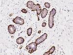 YIF1A Antibody in Immunohistochemistry (Paraffin) (IHC (P))