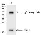 YIF1A Antibody in Immunoprecipitation (IP)
