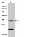YIF1A Antibody in Western Blot (WB)