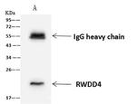 RWDD4 Antibody in Immunoprecipitation (IP)