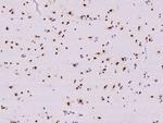 RBM14 Antibody in Immunohistochemistry (Paraffin) (IHC (P))
