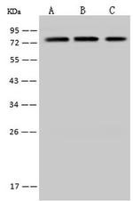 RBM14 Antibody in Western Blot (WB)