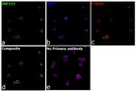 ZNF313 Antibody in Immunocytochemistry (ICC/IF)