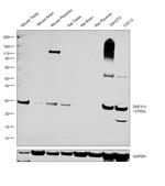 ZNF313 Antibody
