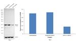 ZNF313 Antibody in Western Blot (WB)