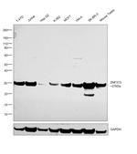 ZNF313 Antibody in Western Blot (WB)