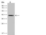 RFC3 Antibody in Western Blot (WB)