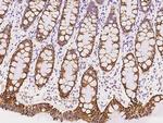 HIGD1A Antibody in Immunohistochemistry (Paraffin) (IHC (P))