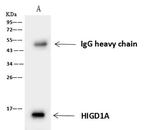 HIGD1A Antibody in Immunoprecipitation (IP)