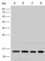 HIGD1A Antibody in Western Blot (WB)