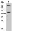 WDR4 Antibody in Western Blot (WB)