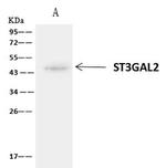 ST3GAL2 Antibody in Immunoprecipitation (IP)