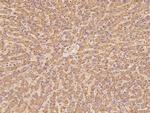 NDUFA13 Polyclonal Antibody