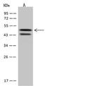 SYT11 Antibody in Western Blot (WB)