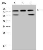 DPP3 Antibody in Western Blot (WB)