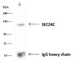 SEC24C Antibody in Immunoprecipitation (IP)