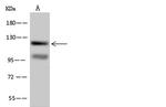SEC24C Antibody in Western Blot (WB)