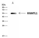 RNMTL1 Antibody in Immunoprecipitation (IP)