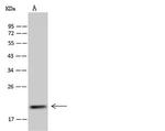 MRPS25 Antibody in Western Blot (WB)