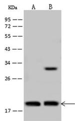 TCEAL3 Antibody in Western Blot (WB)