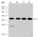 PDLIM1 Polyclonal Antibody