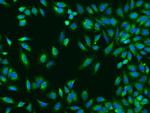 TROVE2 Antibody in Immunocytochemistry (ICC/IF)