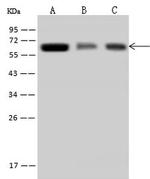 TROVE2 Antibody in Western Blot (WB)