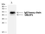 UBLCP1 Antibody in Immunoprecipitation (IP)