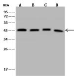 UBLCP1 Antibody in Western Blot (WB)