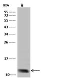 CXCL5 Antibody in Western Blot (WB)