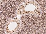 CUTC Antibody in Immunohistochemistry (Paraffin) (IHC (P))
