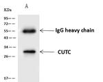 CUTC Antibody in Immunoprecipitation (IP)