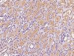 SNX3 Antibody in Immunohistochemistry (Paraffin) (IHC (P))