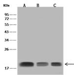 SNX3 Antibody in Western Blot (WB)