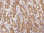 BOLA2 Antibody in Immunohistochemistry (Paraffin) (IHC (P))
