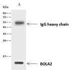 BOLA2 Antibody in Immunoprecipitation (IP)