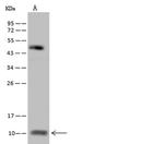 BOLA2 Antibody in Western Blot (WB)
