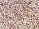 IFT20 Polyclonal Antibody