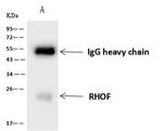 RhoF Antibody in Immunoprecipitation (IP)
