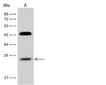 RhoF Antibody in Western Blot (WB)