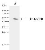 C14orf80 Antibody in Immunoprecipitation (IP)